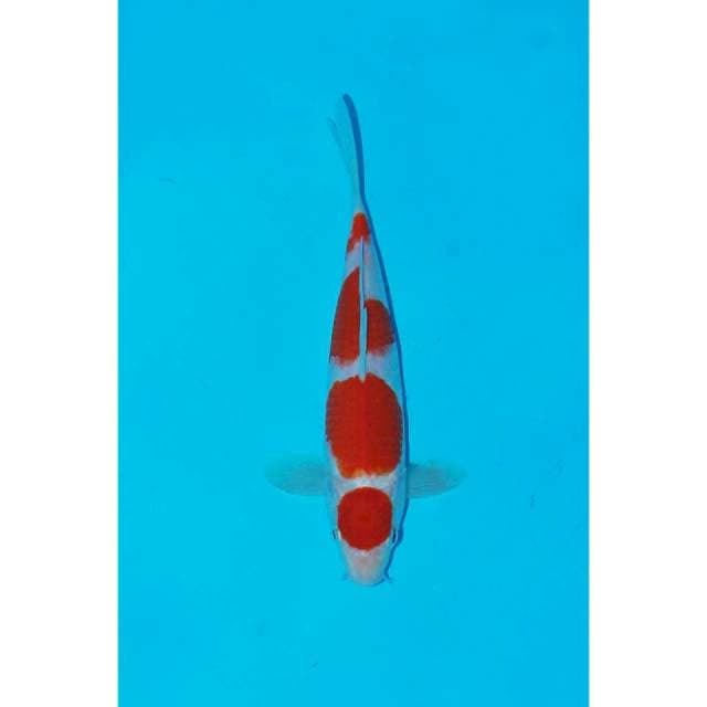 Kohaku ππ 25bu male