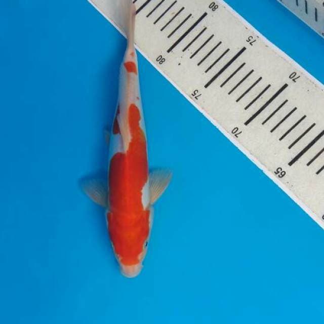 Kohaku doits