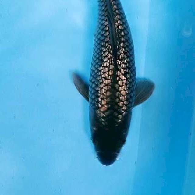 Black diamond 37 cm