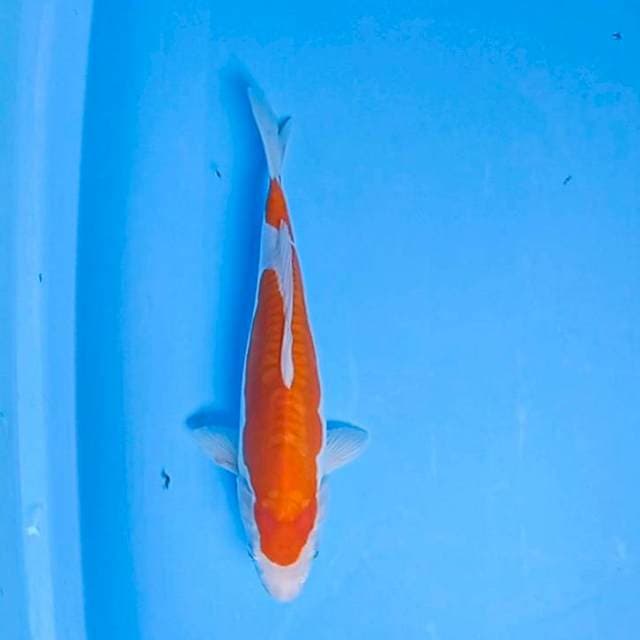 Anggrek 01~ Kohaku Doits 30 cm