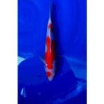 Kohaku 3step Original 27cm (M)