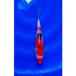 Maruten Sanke Original 29cm (M)