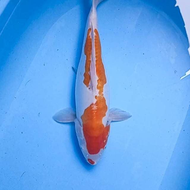 Anggrek 05~ Kohaku Doits 40 cm