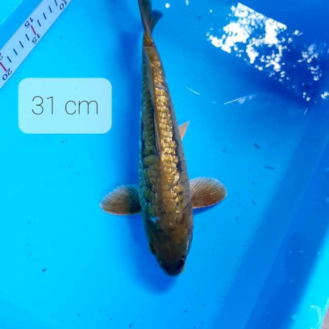 Purnadi koi.Aragoke 31 cm