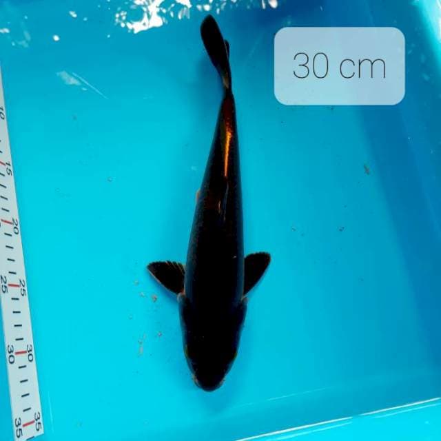 Purnadi koi. Full tembaga 30 cm