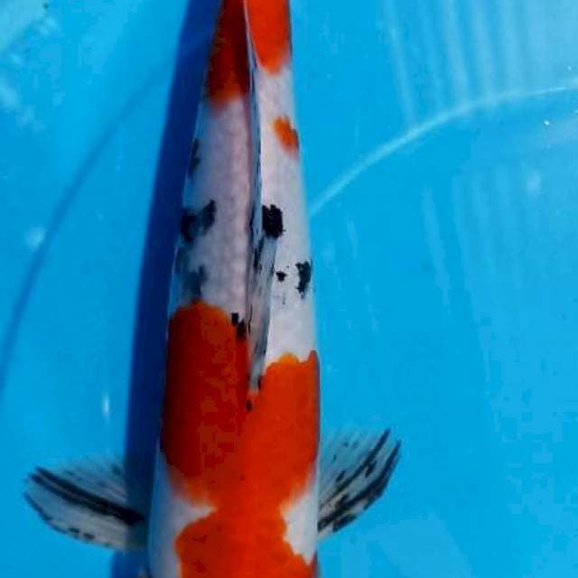 27 cm showa