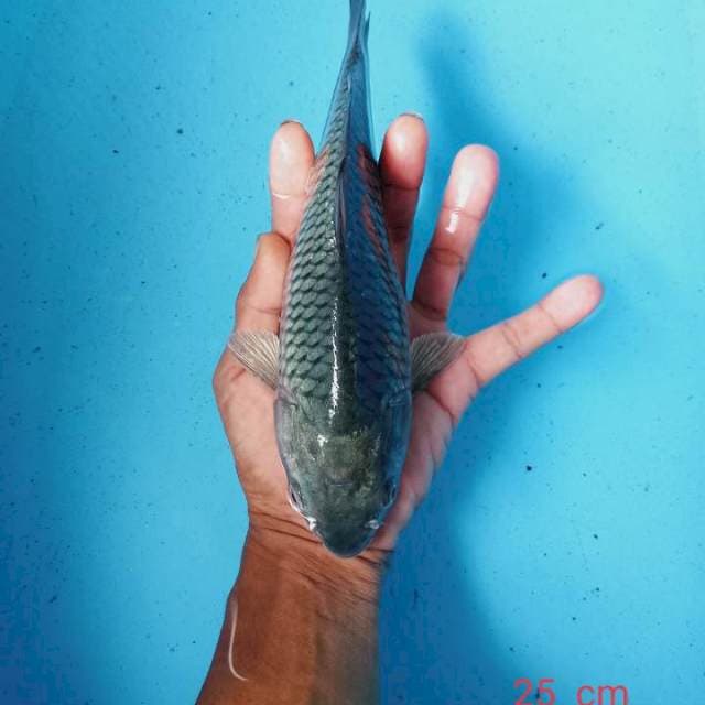 Saragoei