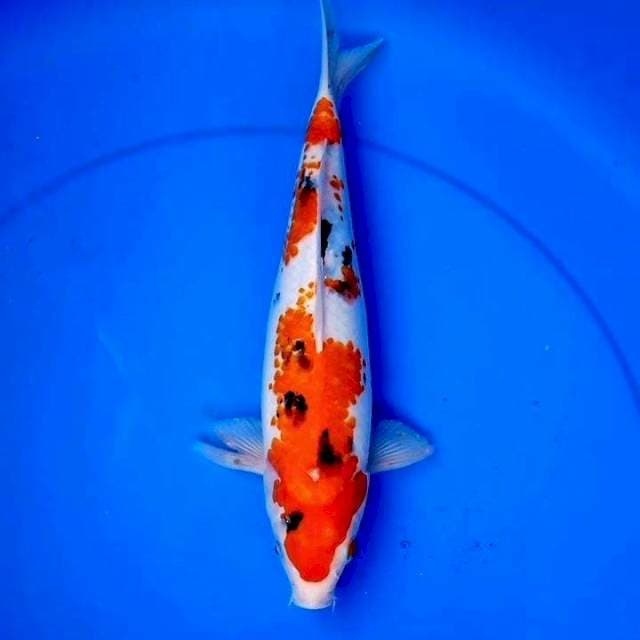 31cm SANKE
