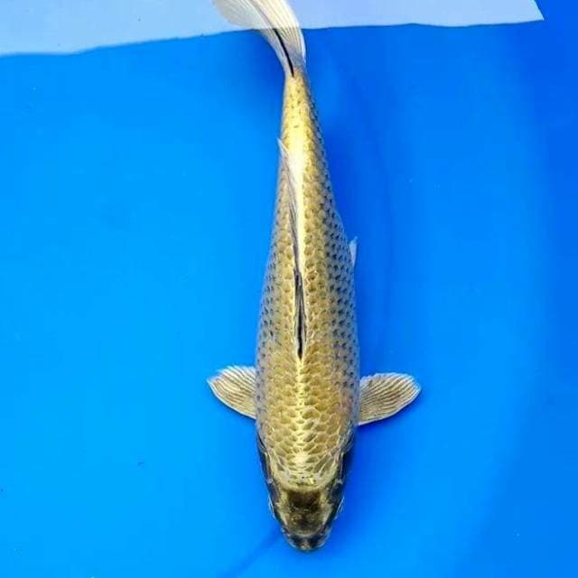 29cm GOLD MUKASI