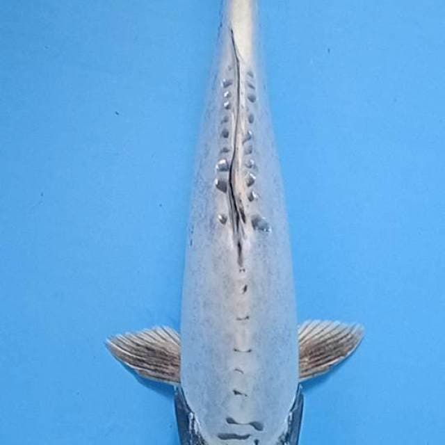 Kawari