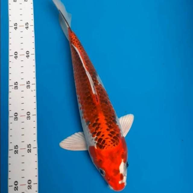 Kujaku 27cm