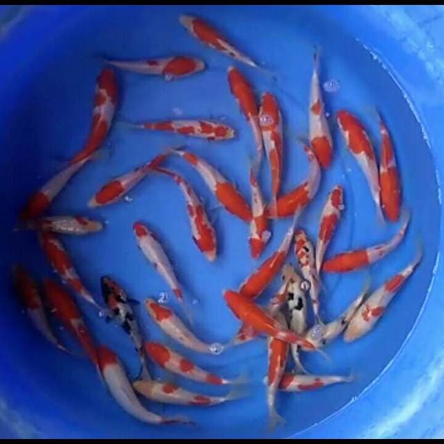 Mix campuran Kuhaku 