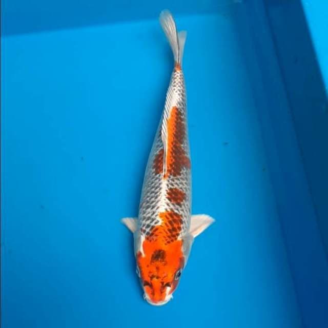 Kujaku 27cm
