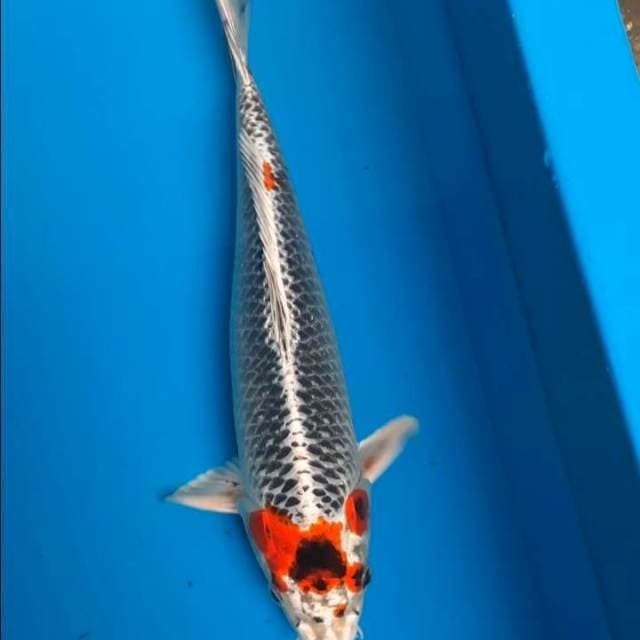 Kujaku 30cm
