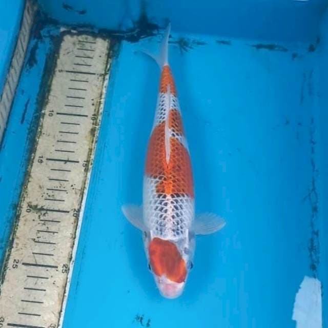 Goshiki 28cm