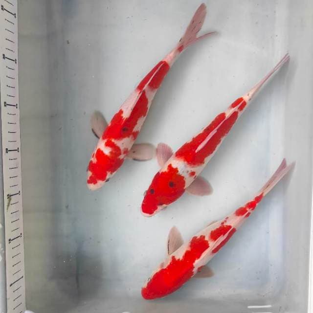 Trio Sanke Strong 26cm