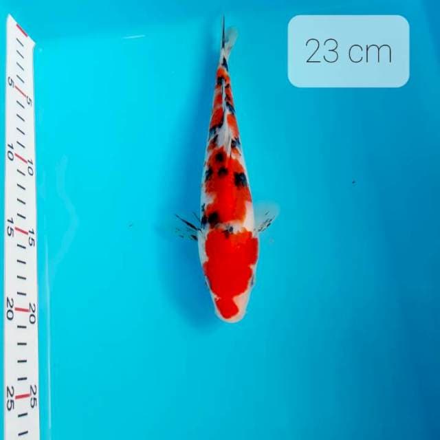 Sanke 23 cm