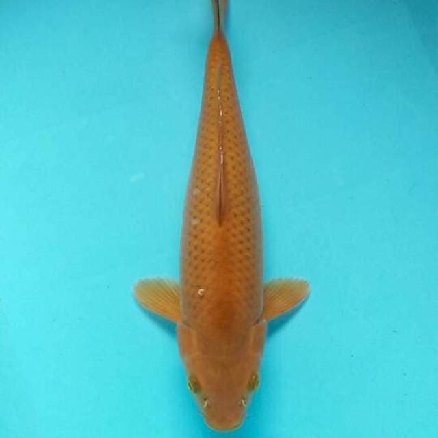 Cagoi