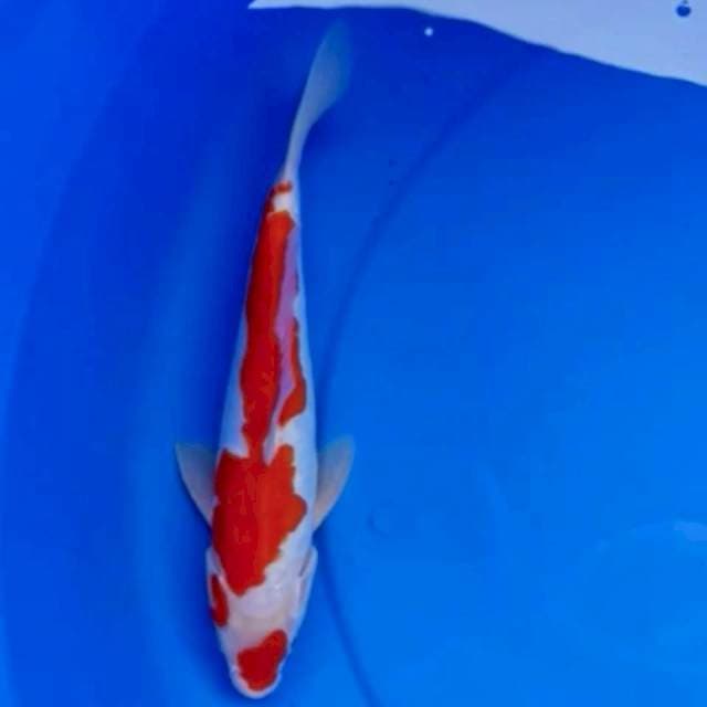 DOITSU MARUTEN KOHAKU