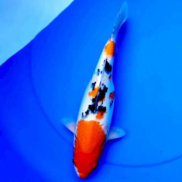 TAKEGAWA SANKE 31cm