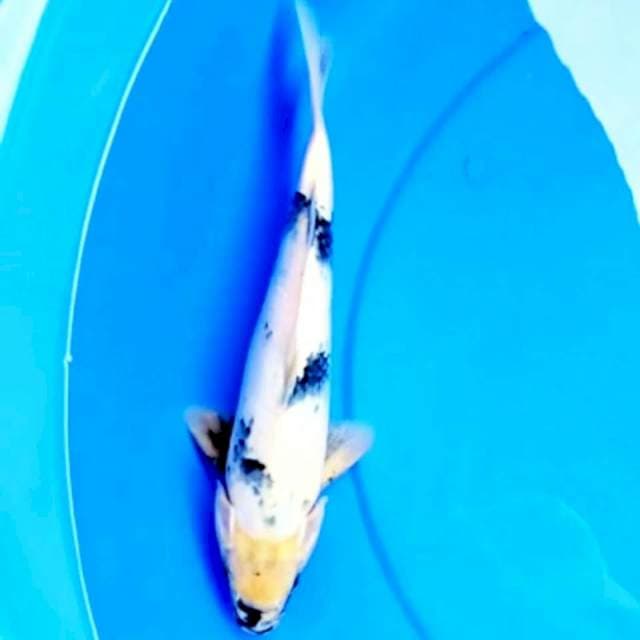 SHIRO SALJU