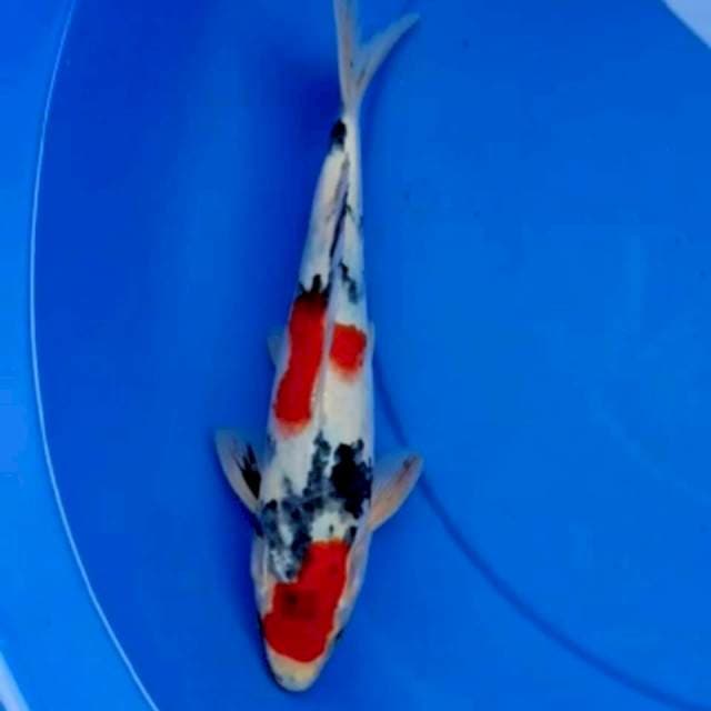 BOKE SHOWA 29cm