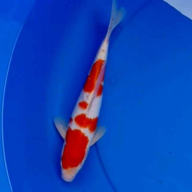 KURAMA KOHAKU 28cm