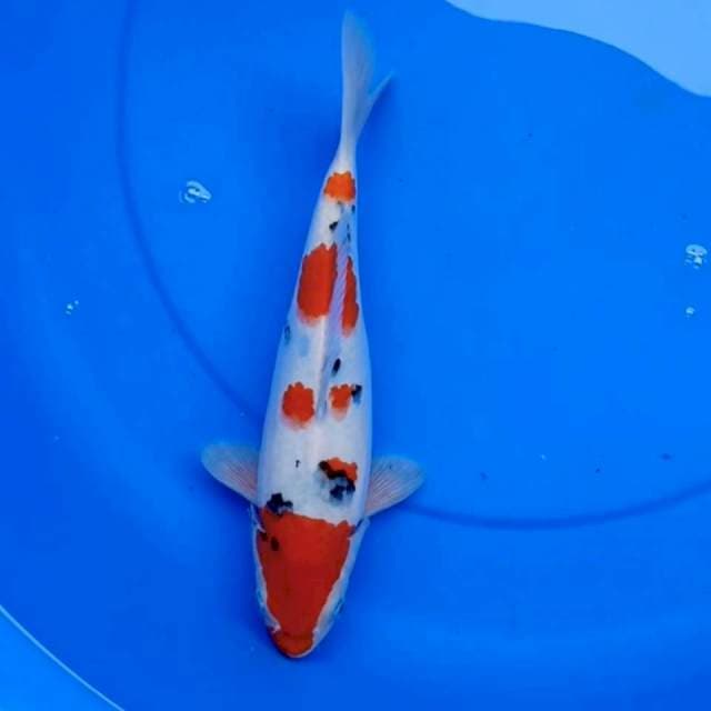 GONDAIME SANKE TSUBOSUMI