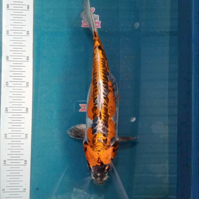 Kikokuryu 35cm