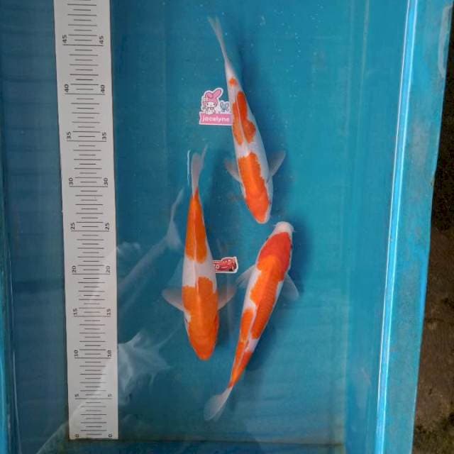 Paket Kohaku 3ekor
