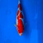 Kohaku doitsu sq