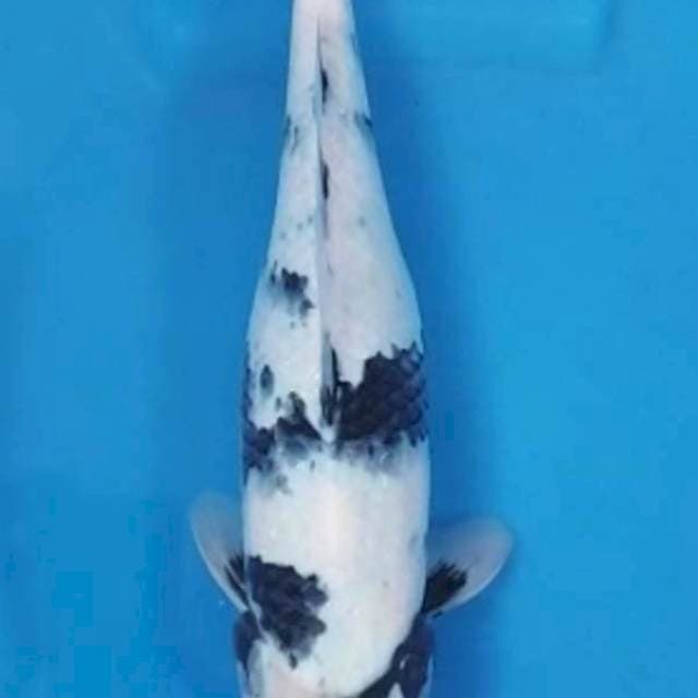 Shiro anakan jumbo