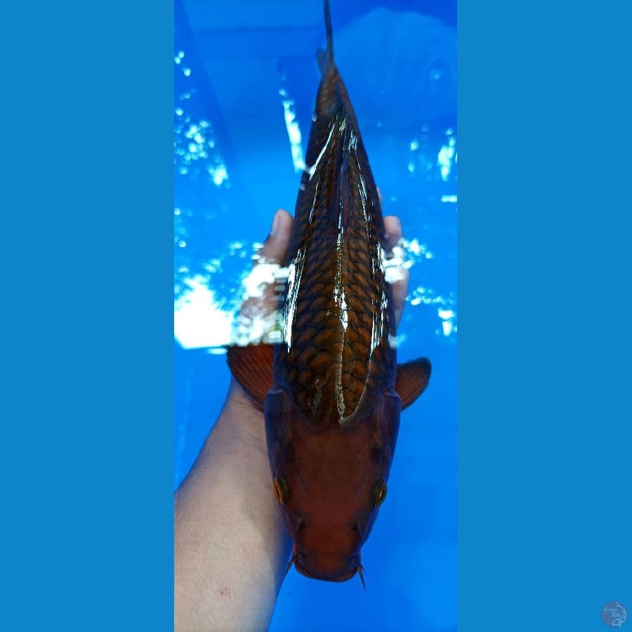 cagoi tembaga fukurin tebal (male) 36 cm