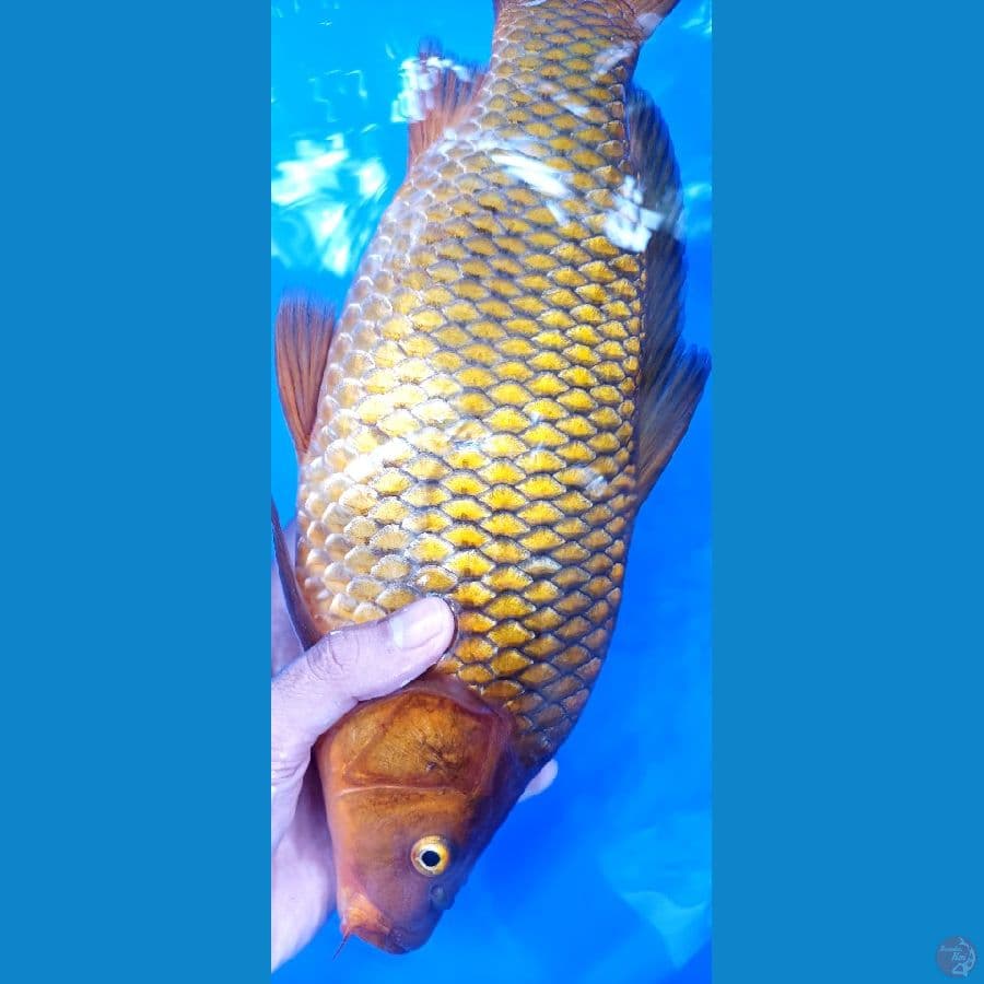 cagoi tembaga fukurin tebal (male) 36 cm