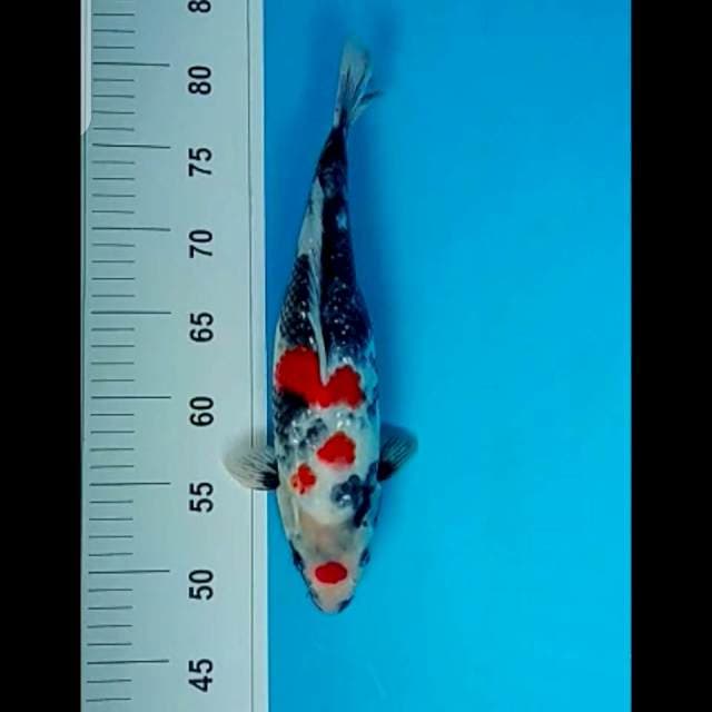 SHOWA maruten 32cm