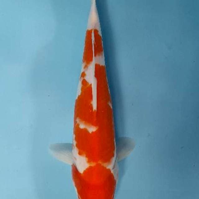 Kohaku