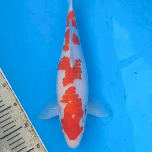 Kohaku Kanoko