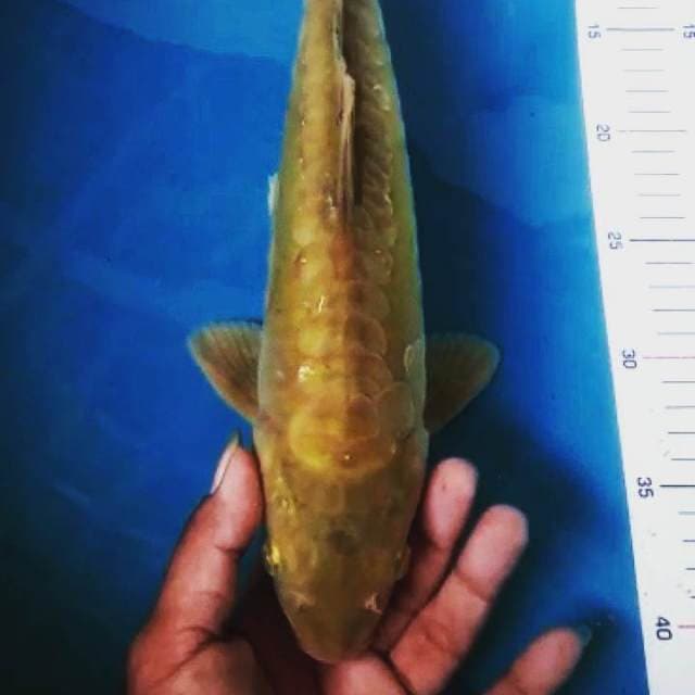 Midorigoi sisik aragoke