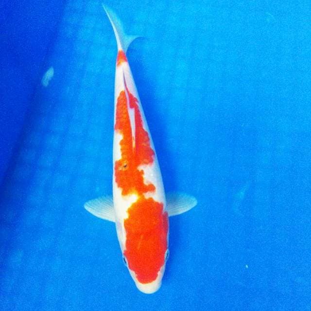 KOHAKU BAHAN HQ 25BU