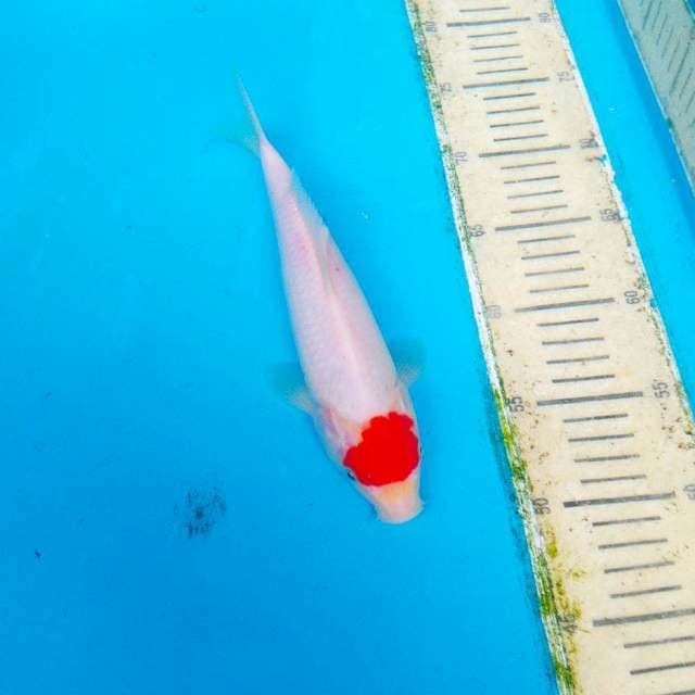 TANCO KOHAKU ORI 25CM