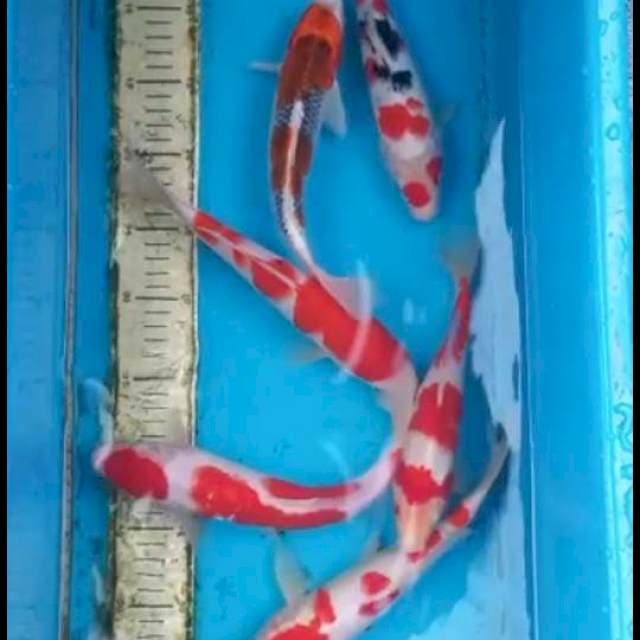 Paket 6ekor 23-27cm
