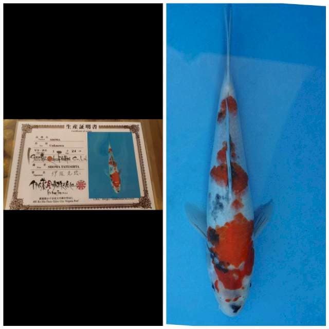 Isa Showa Tateshita