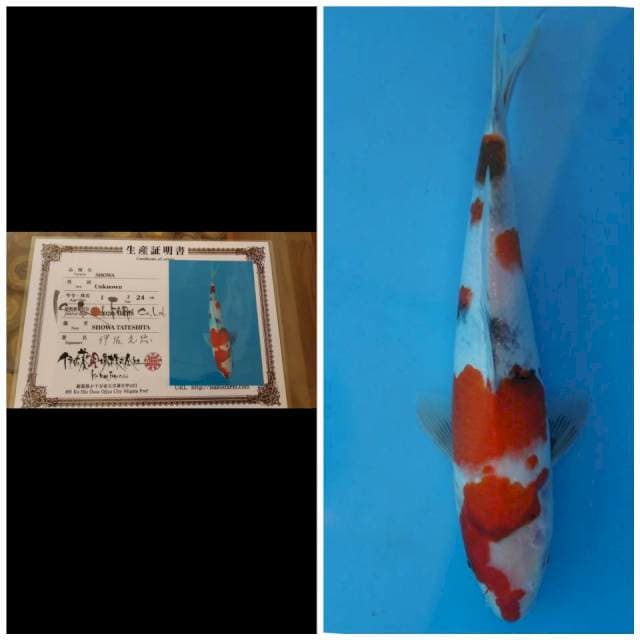 Isa Showa Tateshita
