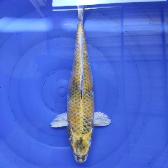 Kin showa 36cm
