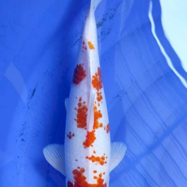 Kanoko Semi Hikari