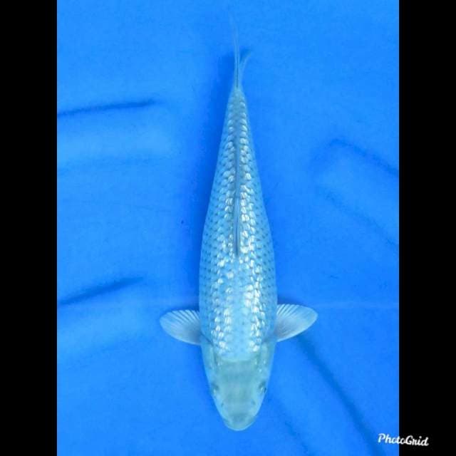 29cm , Soragoi Full Ginrin (tidak bocor )