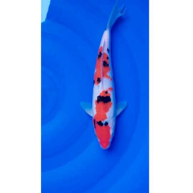 Sanke 27cm (M)