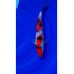 Sanke 27cm (M)