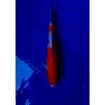 Kohaku 30cm (F)
