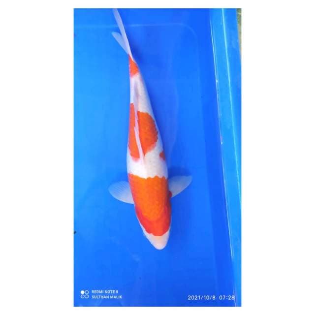 Kohaku 36 cm